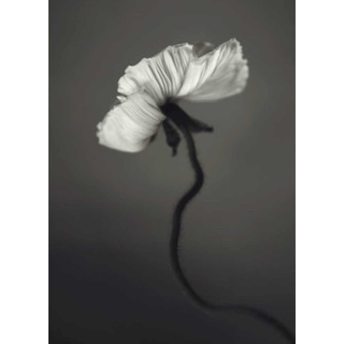 Papaver Poster 30x40 cm Storefactory My Home and More