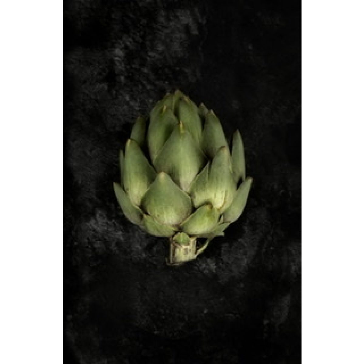 Artichoke Poster 50x70 cm Storefactory My Home and More