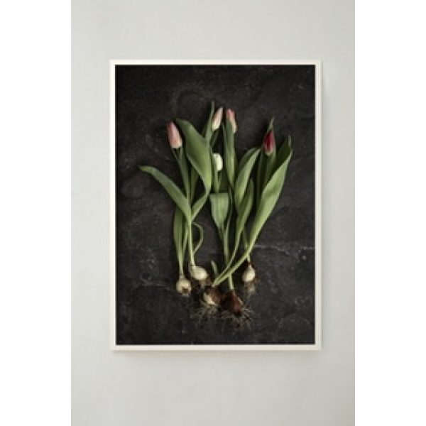 Tulip Bulbs Poster 30x40 cm Storefactory My Home and More