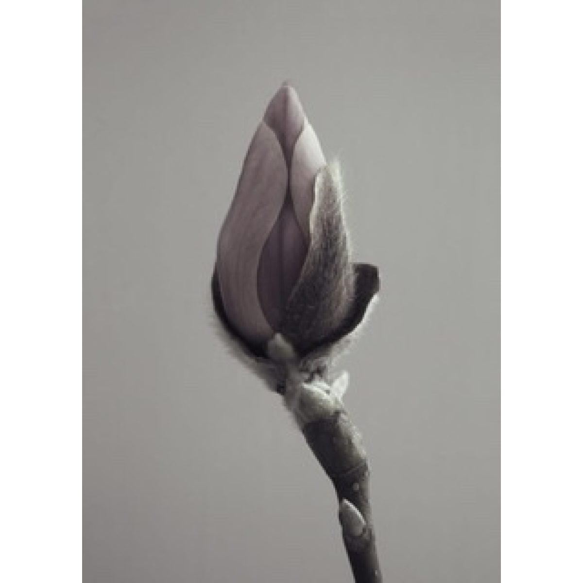 Magnolia Poster 30x40 cm Storefactory My Home and More
