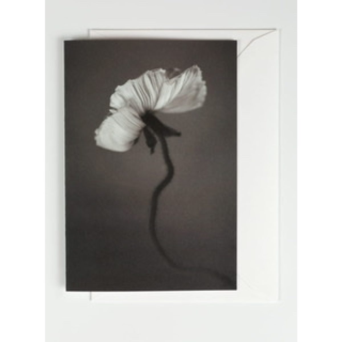 Papaver Poster 30x40 cm Storefactory My Home and More